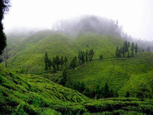 Goodricke Group Limited’s Darjeeling Gardens Achieve Remarkable Carbon Sequestration Milestone